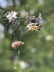 Gasteracantha cancriformis