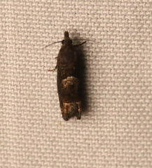 Eucosma parmatana