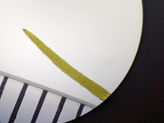 Najas flexilis