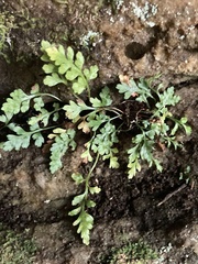 Asplenium montanum