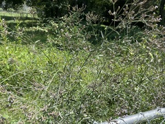 Verbena bonariensis