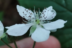 Rubus caesius