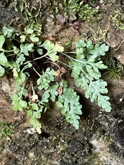 Asplenium montanum