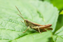 Chorthippus dorsatus