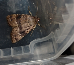 Amphipyra pyramidea