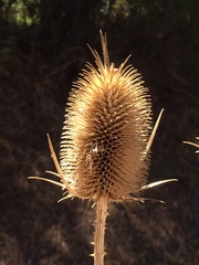 Dipsacus