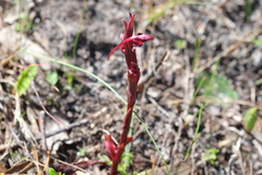 Disa atrorubens