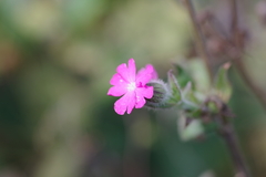 Silene dioica