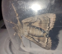 Amphipyra pyramidea