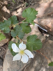 Rubus deliciosus