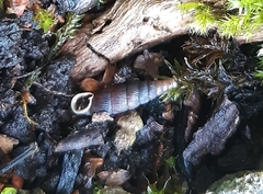 Macrogastra plicatula