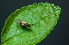 Orasema costaricensis