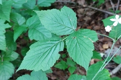 Rubus caesius