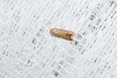 Tachystola hemisema