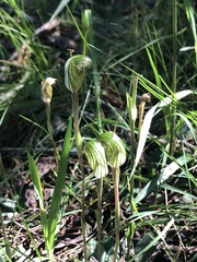 Pterostylis concinna