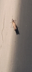 Fissicrambus mutabilis