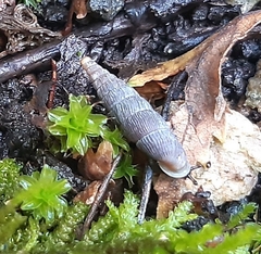 Macrogastra plicatula