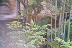 Psittacula krameri