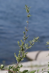 Urtica cannabina
