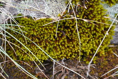 Didymodon