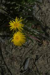 Lampranthus explanatus
