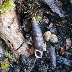 Macrogastra plicatula