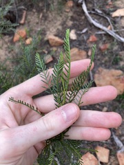 Dodonaea inaequifolia