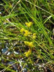 Scheuchzeria palustris