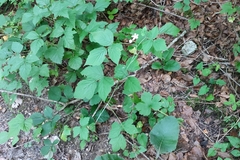 Rubus caesius