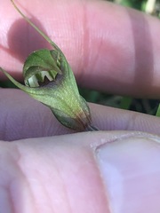 Pterostylis concinna