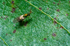 Orasema costaricensis