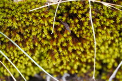 Didymodon
