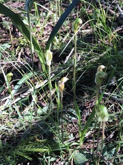 Pterostylis concinna