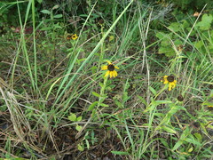 Rudbeckia missouriensis