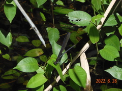 Atrocalopteryx atrata