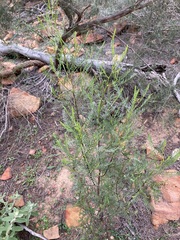 Dodonaea inaequifolia