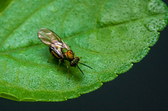 Orasema costaricensis