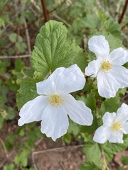 Rubus deliciosus