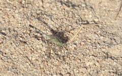 Diplacodes trivialis