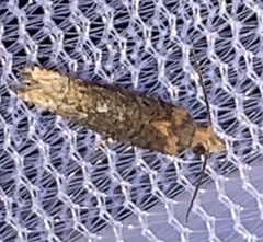 Eucosma ochroterminana