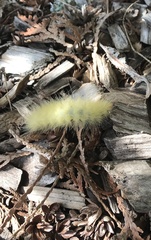 Spilosoma