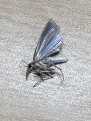 Tineola bisselliella