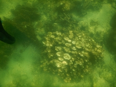 Porites