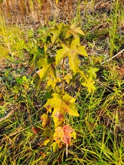 Liquidambar styraciflua
