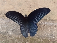 Papilio memnon