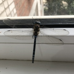 Aeshna mixta