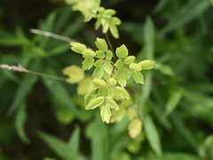 Thalictrum pubescens