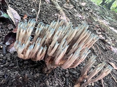 Phaeoclavulina cyanocephala