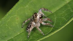 Eris militaris