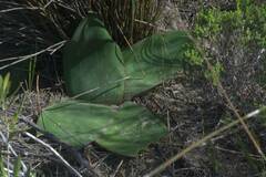 Brunsvigia orientalis